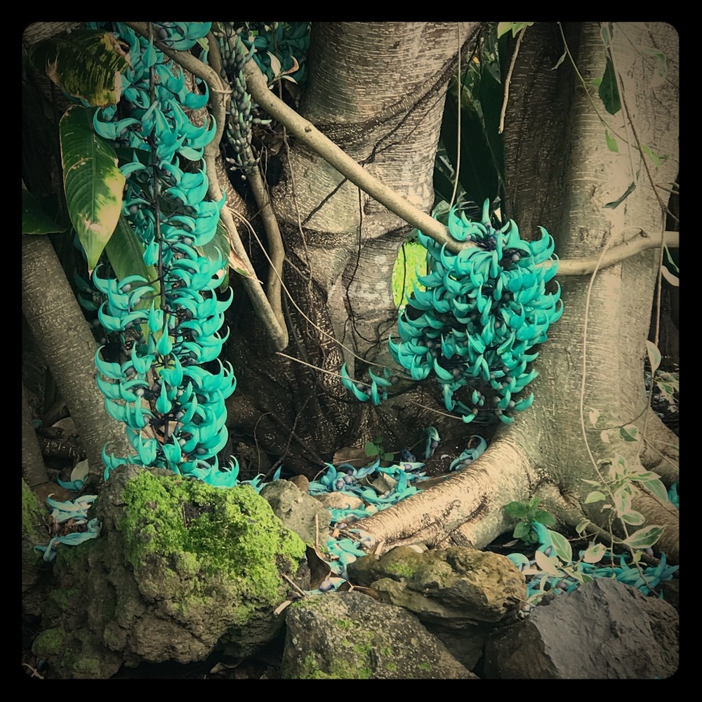 Meet your Posher, Napua